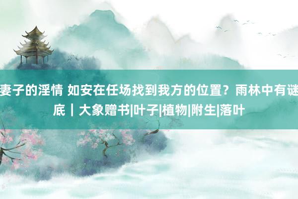 妻子的淫情 如安在任场找到我方的位置？雨林中有谜底｜大象赠书|叶子|植物|附生|落叶