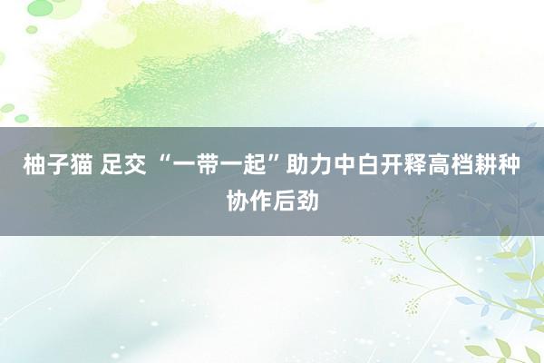 柚子猫 足交 “一带一起”助力中白开释高档耕种协作后劲